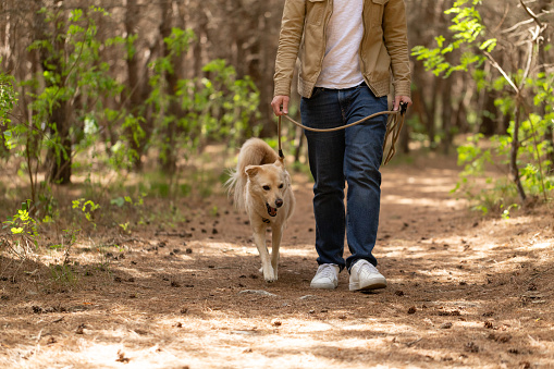 Korean Jindo and Pomeranian pet dogs on a walk on a sunny day in nature in Gyeongju South Korea with their male owner