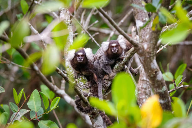 Two Common marmosets sit in agreen leaved tree, facing camera, Paraty, Brazil