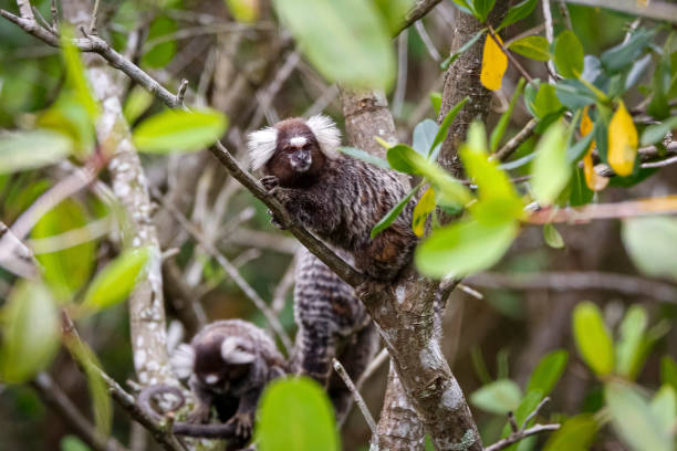 istock Common marmosets climbing in a green leaved tree, one is facing camera, Paraty, Brazil 1484058566