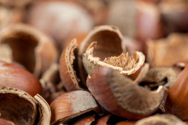 debris left after peeling the hazelnuts from the shell A large amount of hazelnut shells with a small amount of hazelnut kernels, debris left after peeling the hazelnuts from the shell entire track stock pictures, royalty-free photos & images