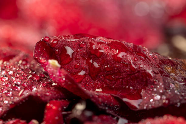 istock red petals of a rosebud covered with water drops 1484058737