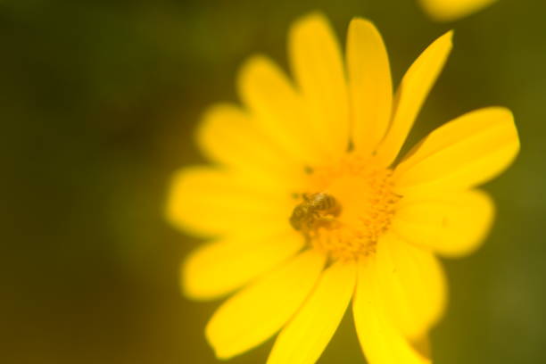 Yellow Daisy flower and bee