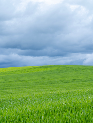 Amazing view of wheat field during spring season. Agricultural fields in green color. Dark sky due to thunderstorm. Bad weather. Contrast between sky and earth. Dramatic sky