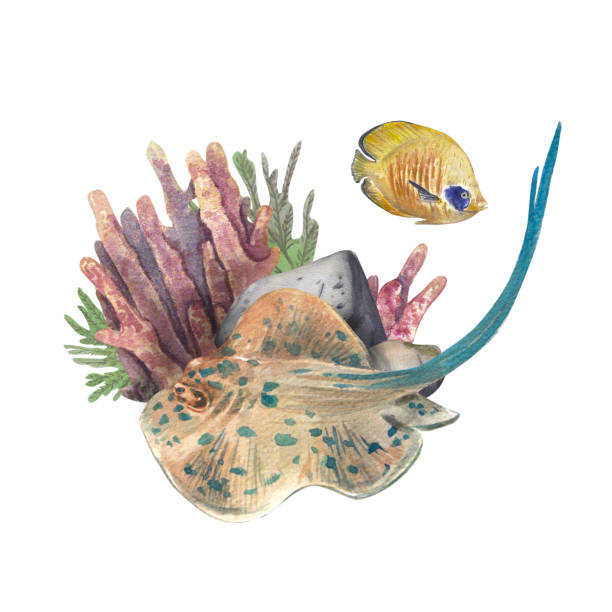 istock A stingray swims next to a sea angel fish on a coral reef isolated on a white background. Watercolor illustration of underwater animals and plants. Ocean Dwellers is suitable for design, postcards. 1484064157