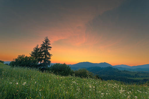 Wildflower meadow on a mountain hill under a gorgeous sunset sky. Carpathian mountains. Ukraine.