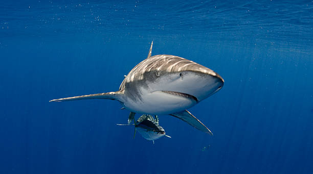 Pinna bianca oceanico in blu acqua - foto stock