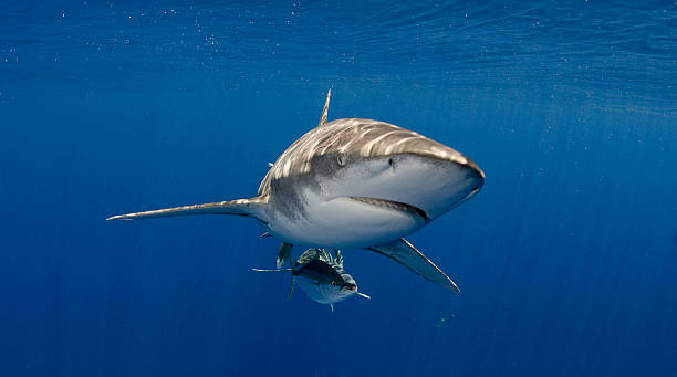 Oceanic Whitetip in Blue Water stock photo