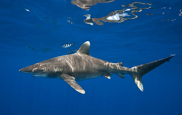 Oceanic Whitetip in Blue Water Profile stock photo