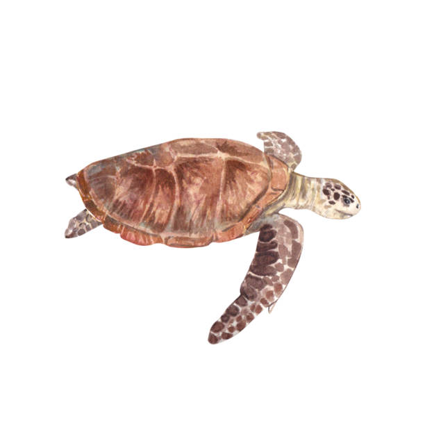 istock Sea turtle isolated on a white background. Watercolor illustration of a cute underwater animal. The drawing is suitable for postcards, packages, events, booklets, websites. 1484069991