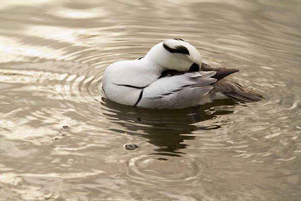 Smew Drawing 210+ Smew Fotografías de stock, fotos e imágenes libres de derechos ...