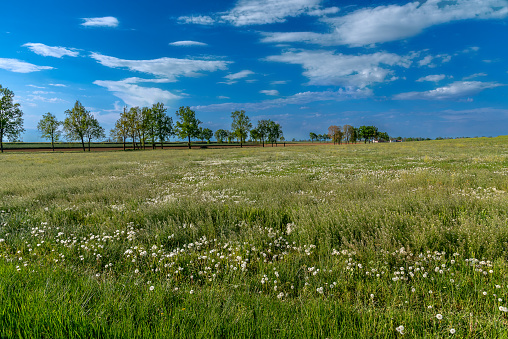 Spring meadows with tender grass and dandelion puffs with trees on horizon and blue sky with white clouds, landscape of the Po Valley in the province of Cuneo, Italy