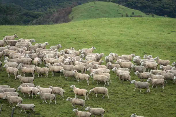 Photo of Sheep herds on the green hills of Cape Farewell, the northermost point of the South Island of New Zealand