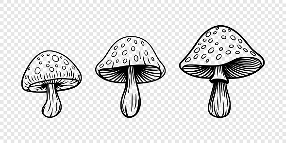 Vector Hand Drawn Mushroom With Outline Icon Set Isolated. Amanita Muscaria, Fly Agaric Scetch, Doodle, Linear Sign Collection. Magic Mushroom Symbol, Design Template. Vector illustration.