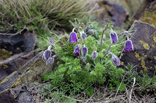 Dream-grass is the most beautiful spring flower. Pulsatilla blooms in early spring. High quality picture for wallpaper