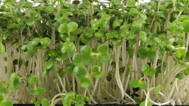 Watering microgreens mustard plant seedling with small drops of water. Slow motion. The microgreen in plastic trays.