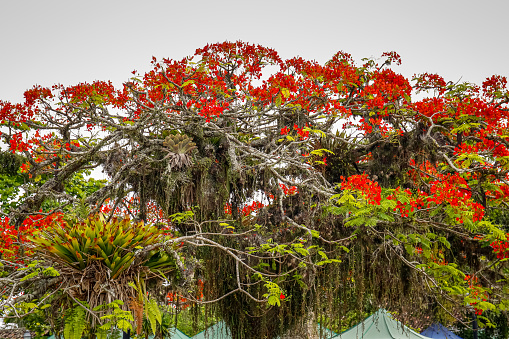 Treetop with wonderful red blossoms an epiphytes in historic town Paraty, Brazil, Unesco World Heritage