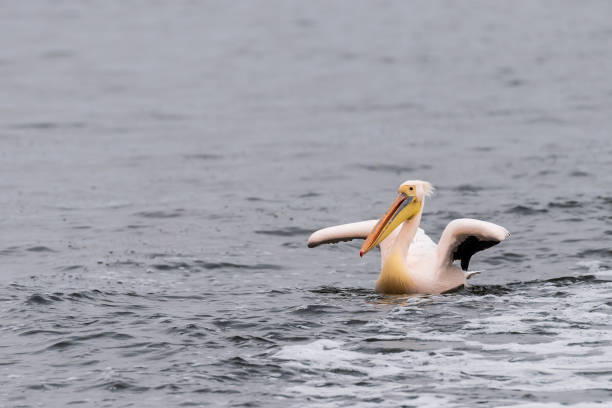 istock Pelican in Walvis Bay 1484086334