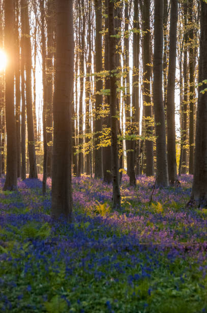 istock Sunrise illuminating bluebells 1484086434