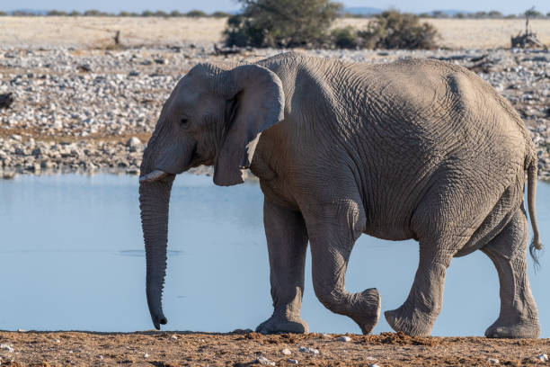 istock African Elephant in Etosha 1484086535