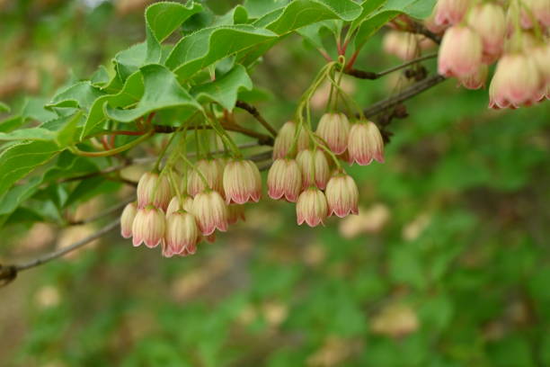 Redvein enkianthus ( Enkianthus campanulatus ) flowers. Ericaceae deciduous shrub endemic to Japan. Bell-shaped flowers with red streaks bloom from April to May.