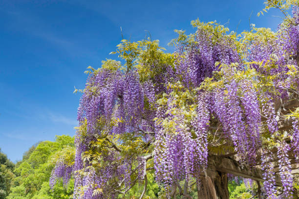 istock Blooming wisteria flowers and blue sky 1484088098