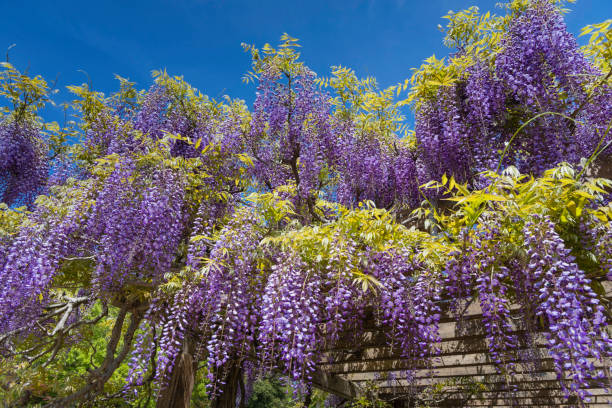 istock Blooming wisteria flowers and blue sky 1484088100