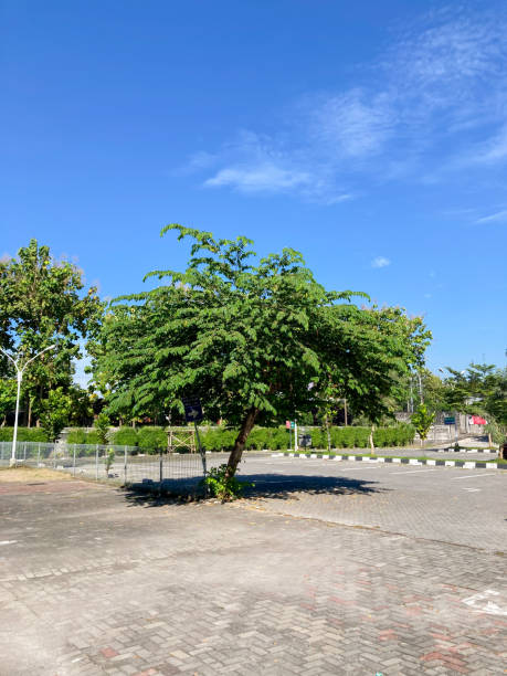 istock a tree in the park, with clear blue sky 1484089016