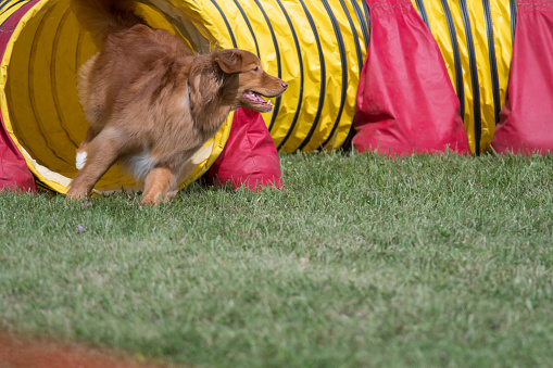 Nova Scotia Duck-Tolling Retriever running through a tunnel during an agility competition