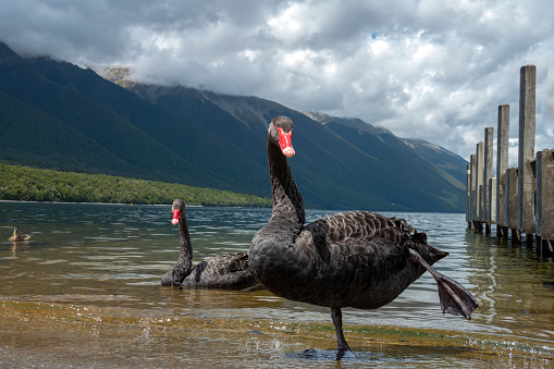 Black swan (Cygnus atratus) a a species of swan which breeds mainly in Australia and New Zealand. Nelson Lake, South Island of New Zealand
