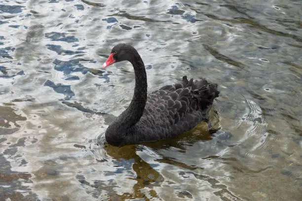 Photo of Black swan (Cygnus atratus) a a species of swan which breeds mainly in Australia and New Zealand. Nelson Lake, South Island of New Zealand