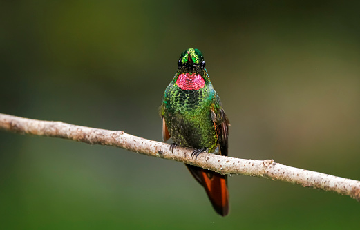 Front view of a beautiful colored Brazilian ruby perched on a branch against defocused green background, Folha Seca, Brazil