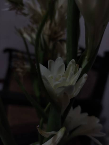 istock white bulbs in the living room 1484097481