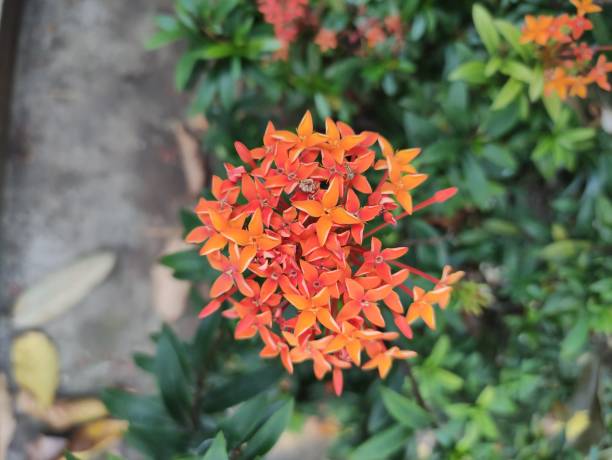 istock Red Ixora Flowers Growing In Park 1484099084