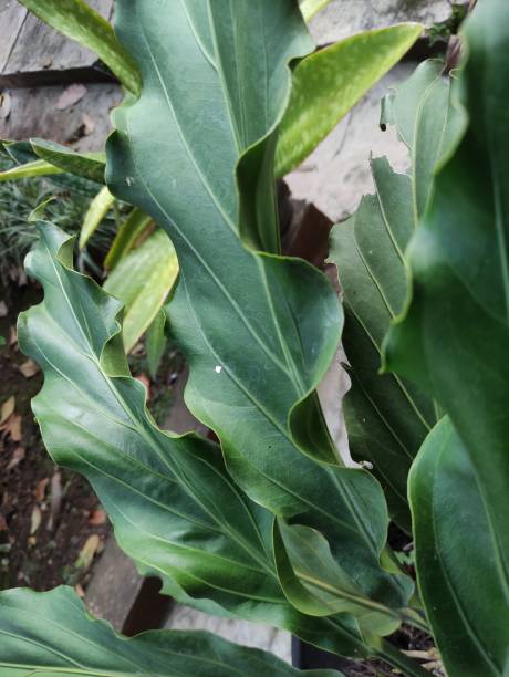 istock Anthurium plowmanii or Wave of Love 1484099146