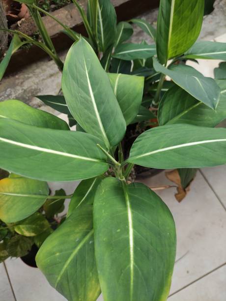 istock Close up of green leaf with white stripes 1484099170
