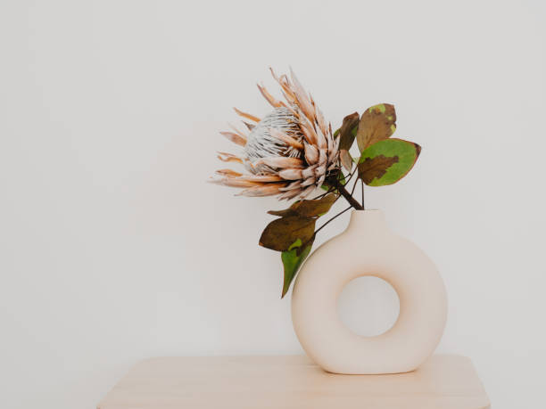 istock Dry flower Protea in beige round ceramic vase on white background 1484099217