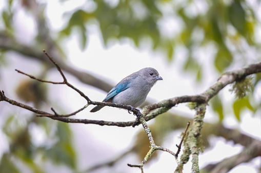 Small Sayaca tanager perched on a bare branch against defocused background, Serra da Mantiqueira, Atlantic Forest, Itatiaia,  Brazil