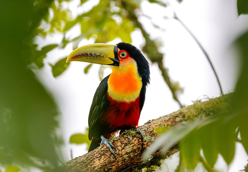 Close-up of a beautiful Red-breasted toucan perched on a tree branch, framed with green defocused leaves, Serra da Mantiqueira, Atlantic Forest, Itatiaia,  Brazil