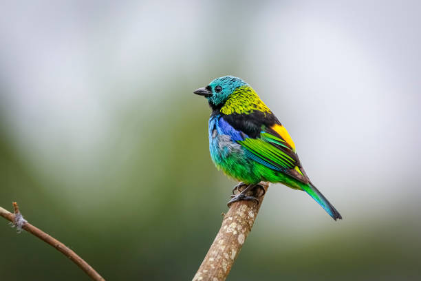 istock Colorful Green-headed tanager perched on leaf against defocused natural background, Serra da Mantiqueira, Atlantic Forest, Itatiaia,  Brazil 1484099543