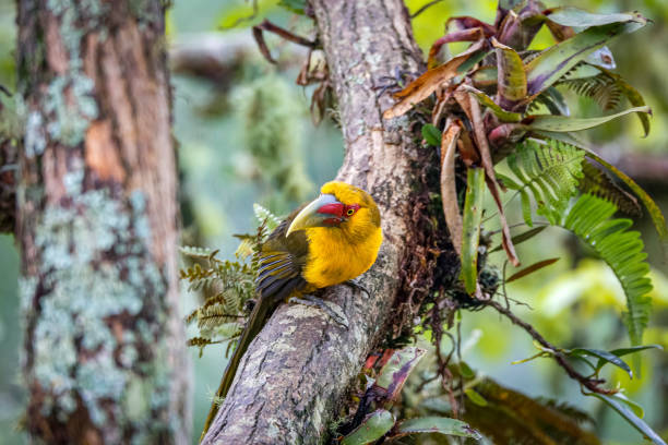 istock Saffron toucanet perched on a tree branch against defocused natural background, Serra da Mantiqueira, Atlantic Forest, Itatiaia,  Brazil 1484099553