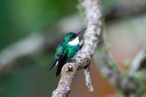 istock Cute White-throated hummingbird perched on a bare branch against defocused background, Serra da Mantiqueira, Atlantic Forest, Itatiaia,  Brazil 1484099738