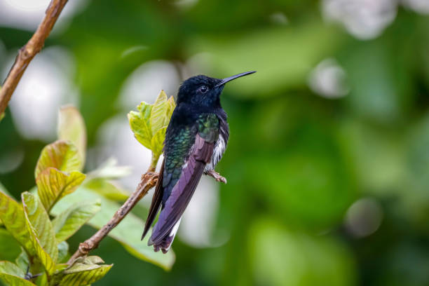 Close-up of a Black Jacobin perched on a branch against green defocused background, Serra da Mantiqueira, Atlantic Forest, Itatiaia,  Brazil