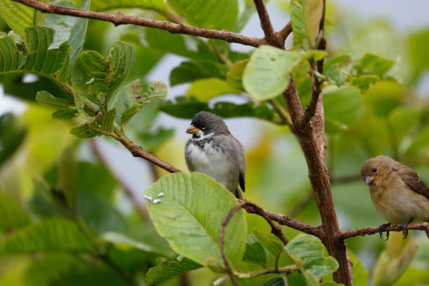 istock Cute Double-collared seedeaters perched in a leafy tree, Serra da Mantiqueira, Atlantic Forest, Itatiaia,  Brazil 1484099813