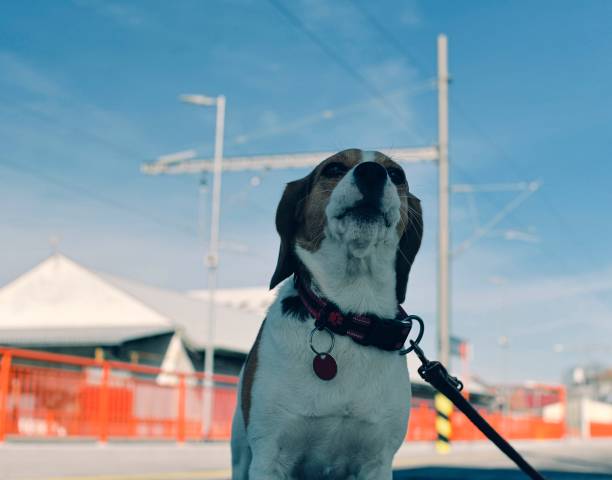 A dog waits for his owner at the train station. The concept of loyalty, abandonment and canine friendship. A beagle dog howling sadly for his master. stock photo