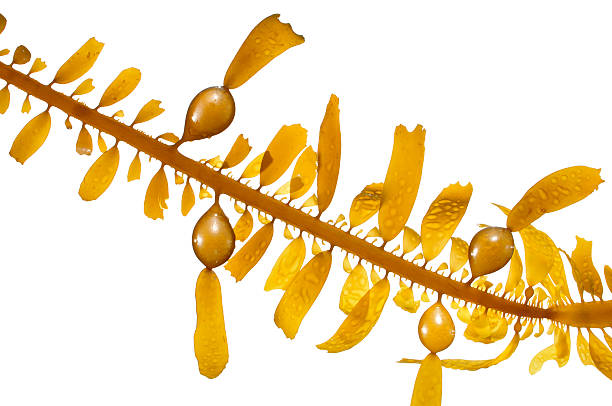 Yellow boa kelp on white background stock photo