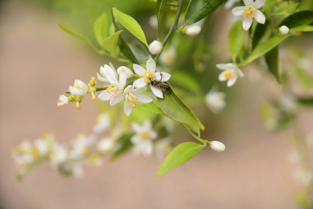 istock Honeysuckle blooms in the garden 1484103626