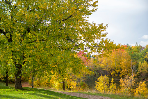 Scenics of fall season in a public park