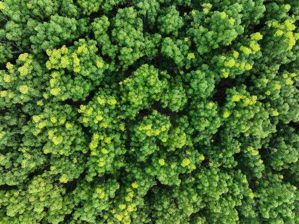 Aerial top view of rubber forest. Drone view of dense green rubber trees garden capture CO2. Green trees background for carbon neutrality and net zero emissions concept. Sustainable green environment. vista aérea superior del bosque de caucho. vista con dron de densos árboles de caucho verde en el jardín de captura de co2. Árboles verdes de fondo para la neutralidad de carbono y el concepto de emisiones netas cero. medio ambiente verde sostenible.