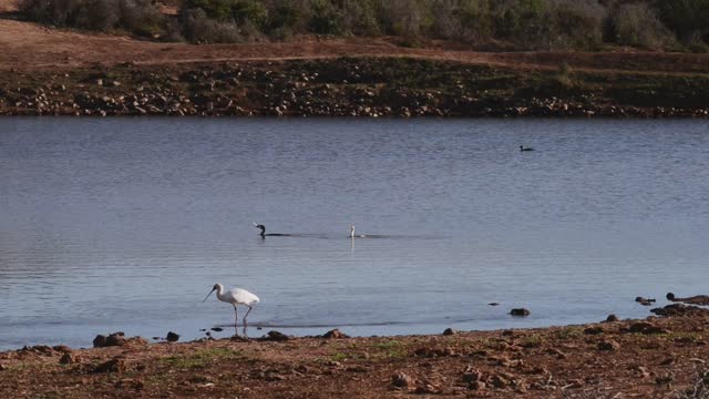 Spoonbills wading in water in a wildlife reserve