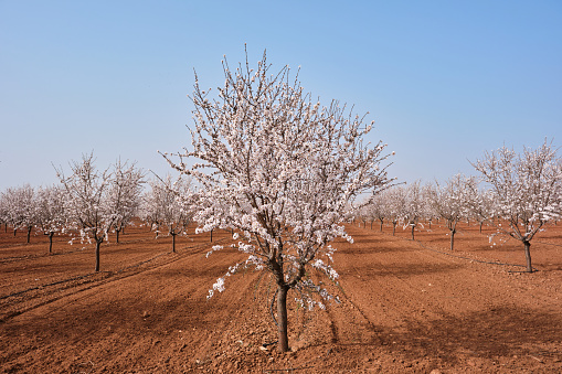Blossoming almond trees (Prunus dulcis) field springtime landscape